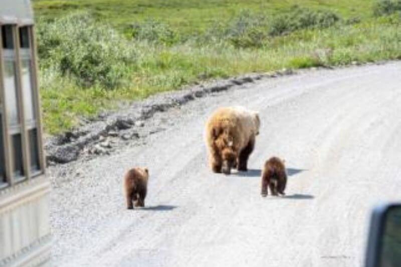 Discover Denali, Dawson, & Yukon’s Scenic Highways