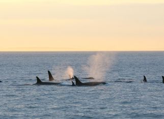 Iconic Canadian Rockies & Coastline Tour