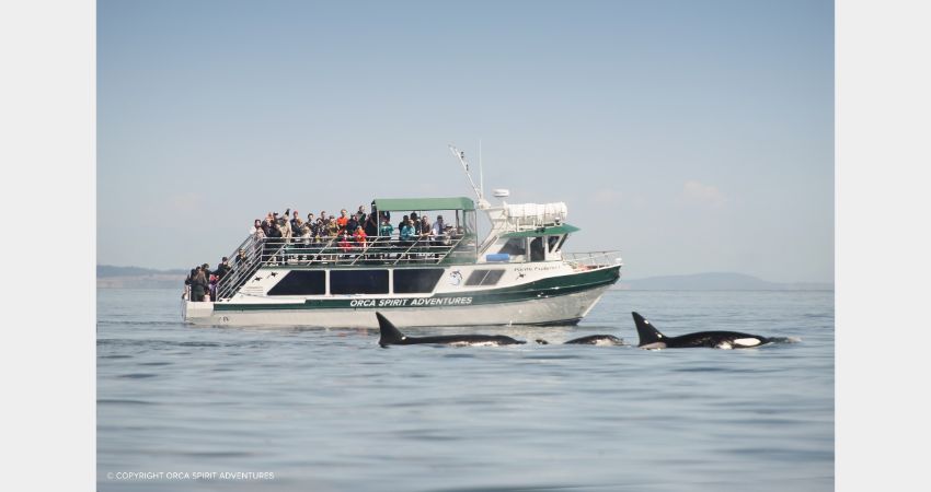 Victoria - Whale Watching & Ocean Wildlife Tour
